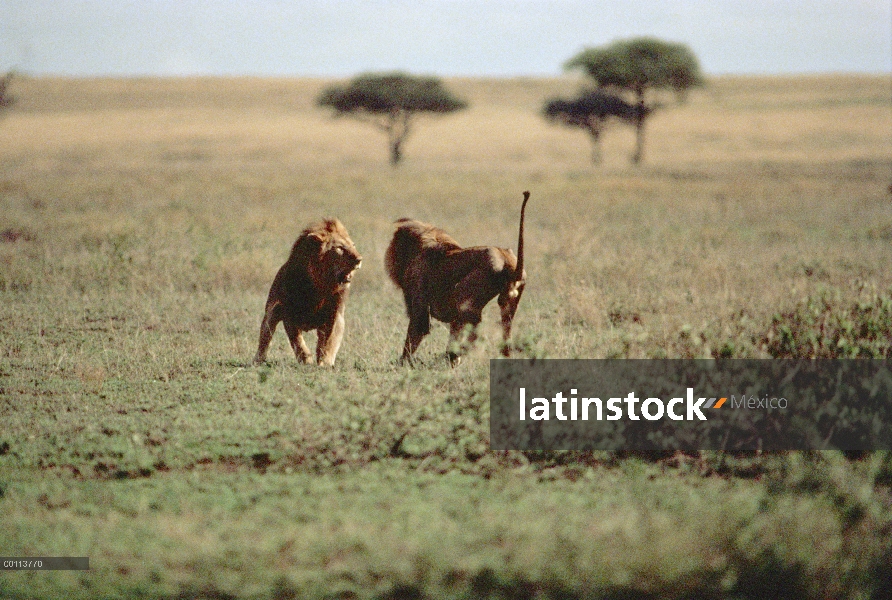 Machos de León africano (Panthera leo) lucha, Parque Nacional del Serengeti, Tanzania