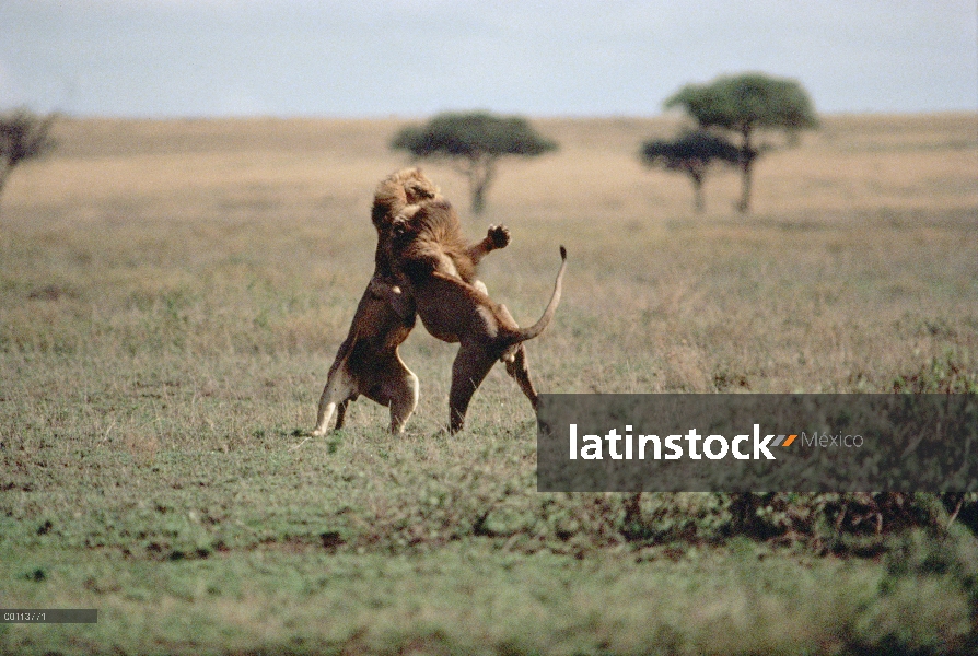 Machos de León africano (Panthera leo) lucha, Parque Nacional del Serengeti, Tanzania