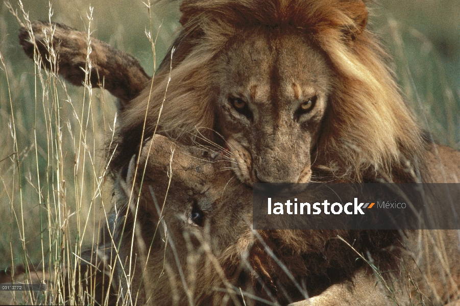 Machos de León africano (Panthera leo) lucha, Parque Nacional del Serengeti, Tanzania