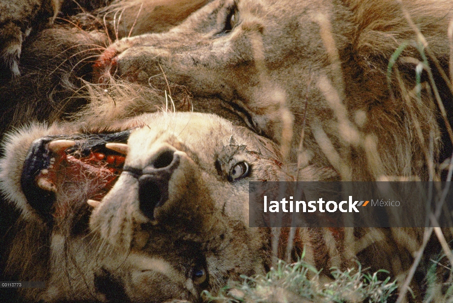 Machos de León africano (Panthera leo) lucha, Parque Nacional del Serengeti, Tanzania