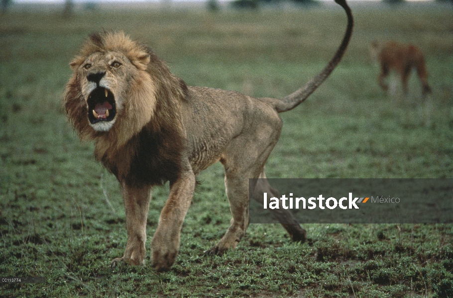 Macho León africano (Panthera leo) el rugir, Parque Nacional del Serengeti, Tanzania