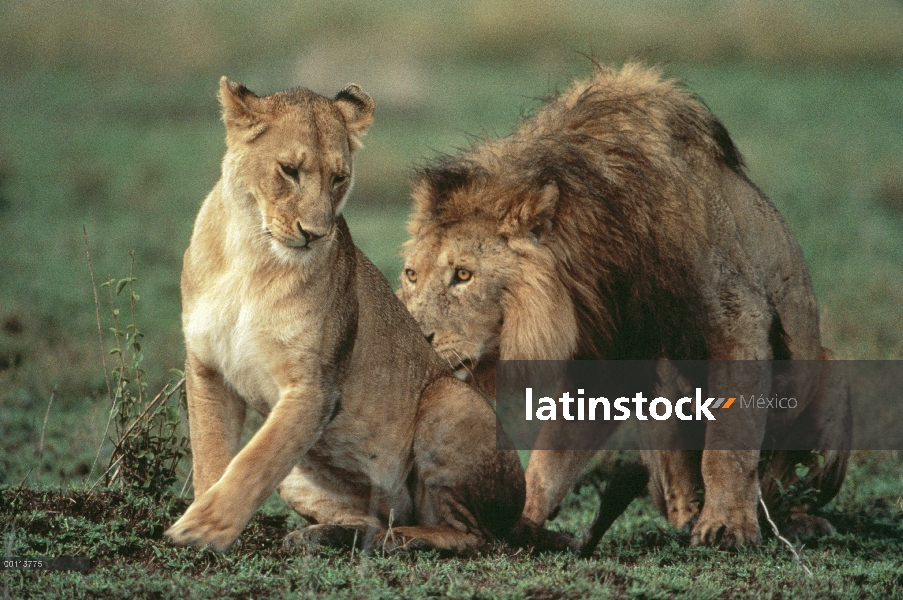 Macho León africano (Panthera leo) acercarse a la mujer a mate, Parque Nacional del Serengeti, Tanza