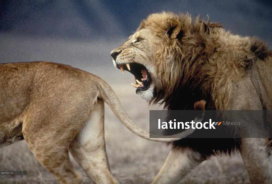 Macho León africano (Panthera leo) acercarse a la mujer a mate, Parque Nacional del Serengeti, Tanza