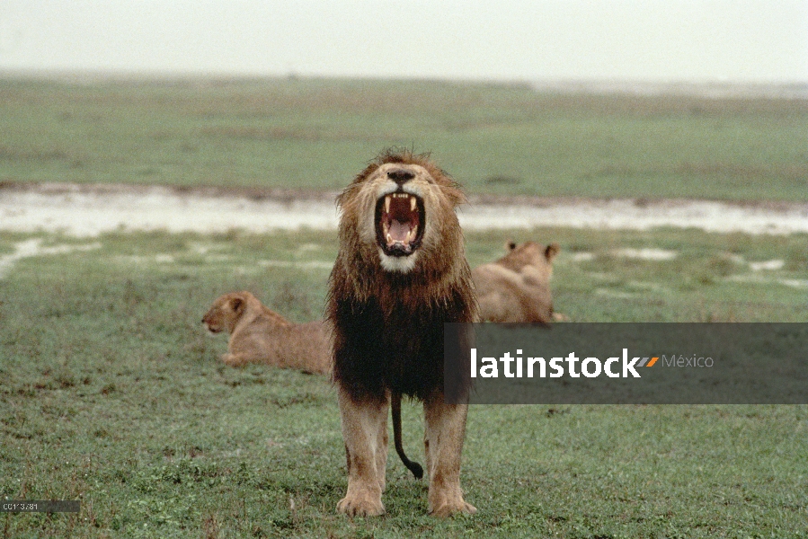 Macho León africano (Panthera leo) ruge después de tormenta, Parque Nacional del Serengeti, Tanzania