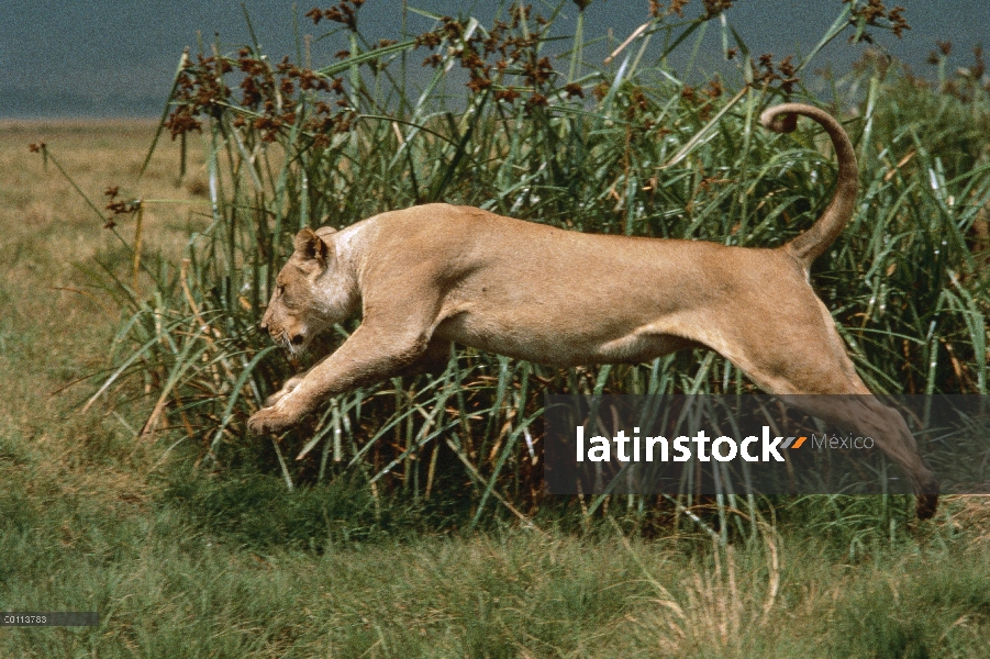 Mujer de León africano (Panthera leo) saltando, Parque Nacional del Serengeti, Tanzania