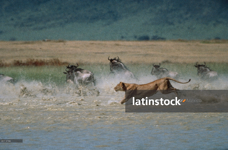 Mujer de León africano (Panthera leo) persiguiendo el grupo ñu azul (Connochaetes taurinus) en río, 