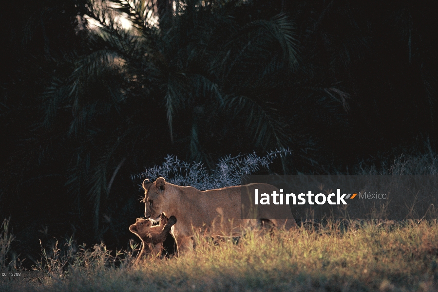 Cachorro de León africano (Panthera leo) jugando con la madre, Parque Nacional del Serengeti, Tanzan