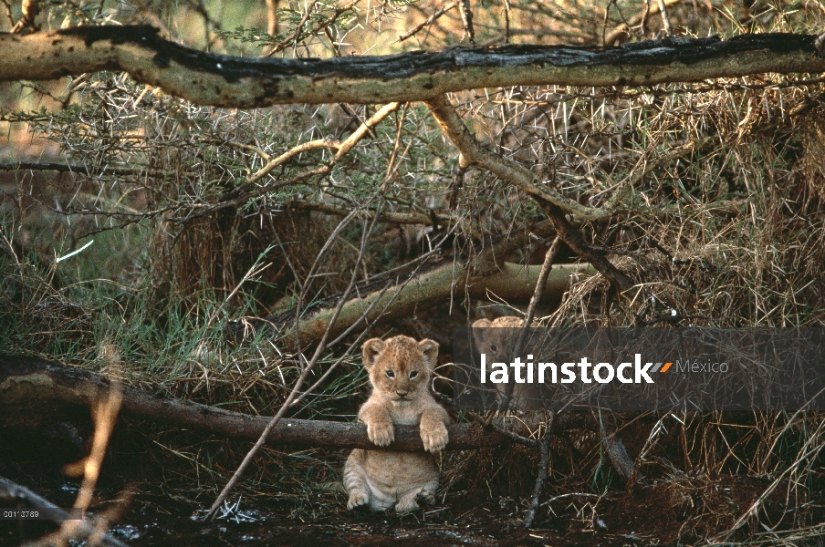 Cachorros de León africano (Panthera leo) en maleza, Parque Nacional del Serengeti, Tanzania