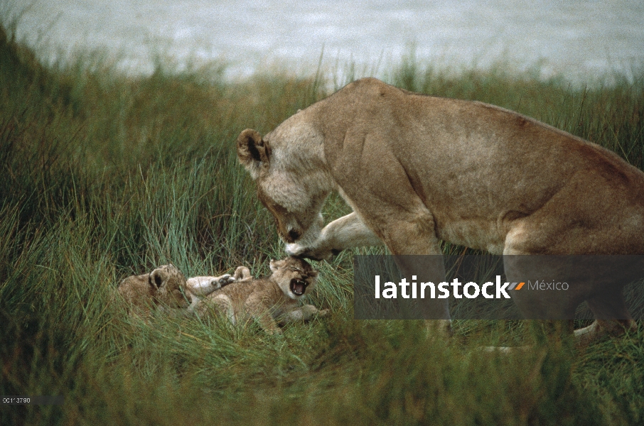 León africano (Panthera leo) madre cuidando a sus cachorros, Parque Nacional del Serengeti, Tanzania