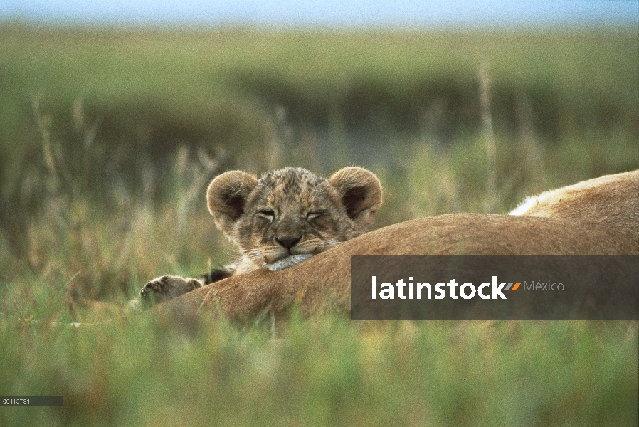 Cachorro de León africano (Panthera leo) tres meses durmiendo en pata, área de conservación de Ngoro