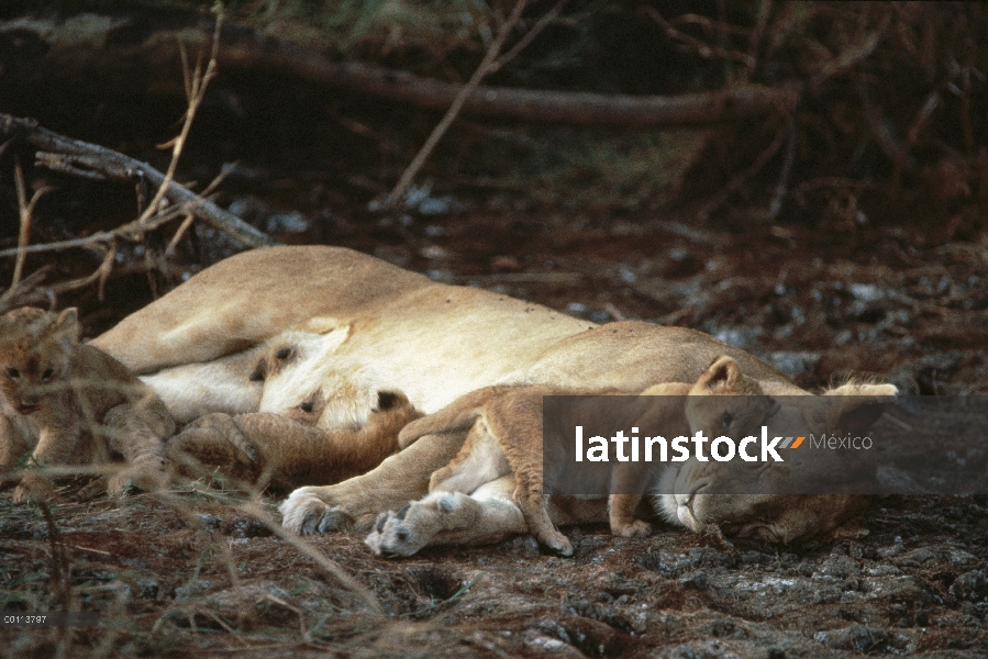 Cachorro de León africano (Panthera leo) acariciando dormir madre, Parque Nacional del Serengeti, Ta