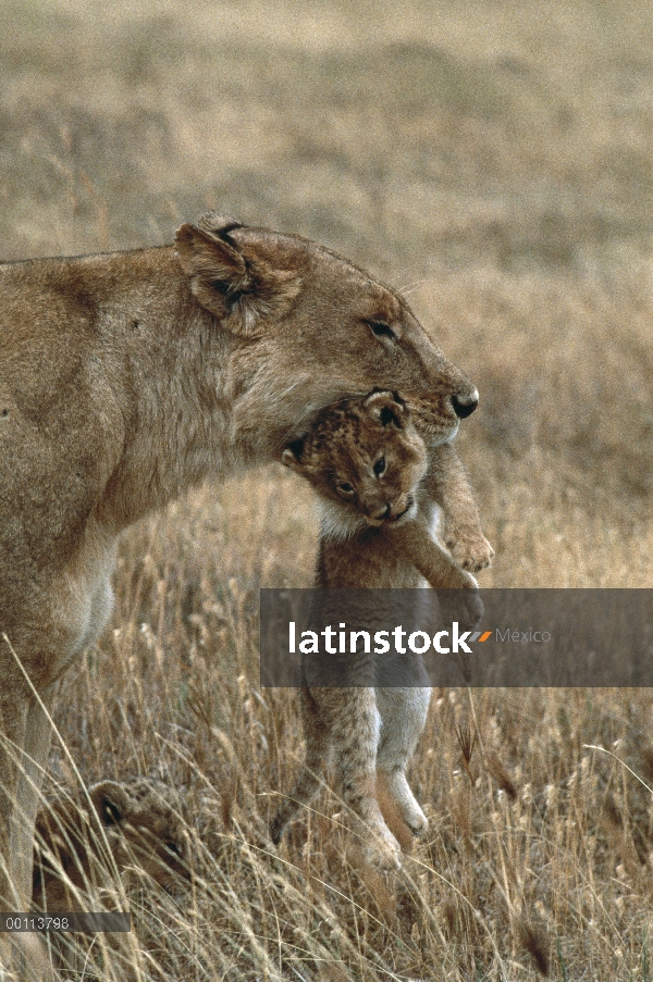 León africano (Panthera leo) madre cub que lleva en la boca, Parque Nacional del Serengeti, Tanzania