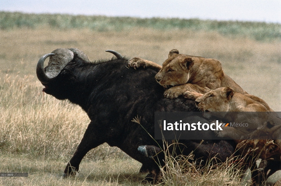 Hembras de León africano (Panthera leo) trabajan en conjunto para derribar a un búfalo de cabo (caff