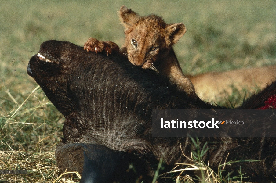 Cachorro de León africano (Panthera leo) alimentándose de búfalo de cabo (caffer de Syncerus) canal,