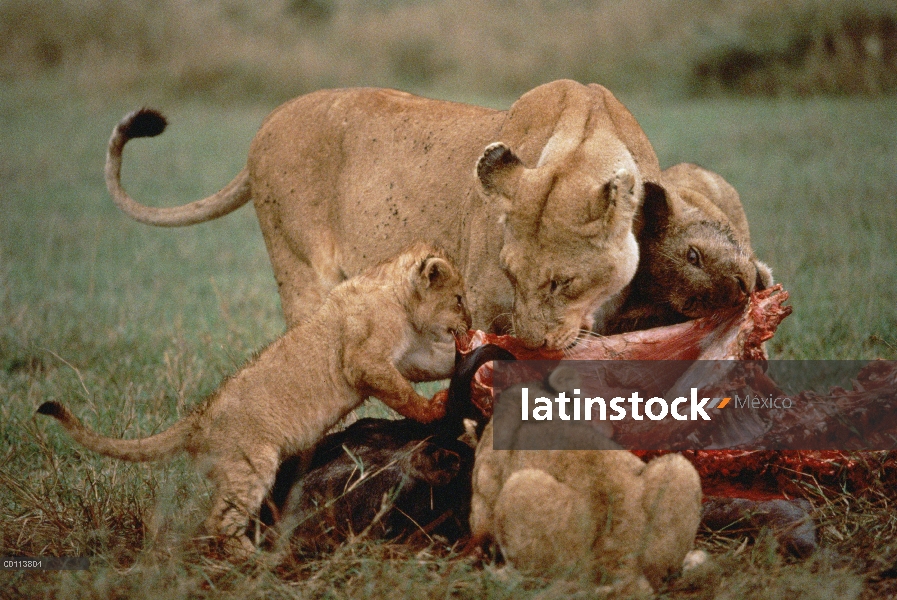 León africano (Panthera leo) madre y cachorros alimentándose de búfalo de cabo (caffer de Syncerus),