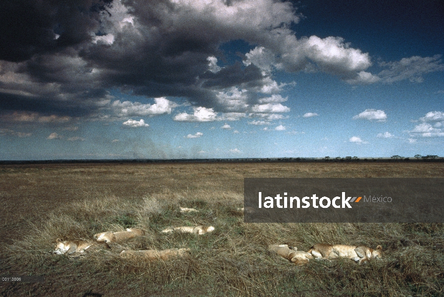 Orgullo de León africano (Panthera leo) durmiendo en la sabana bajo reuniendo nubes, Parque Nacional