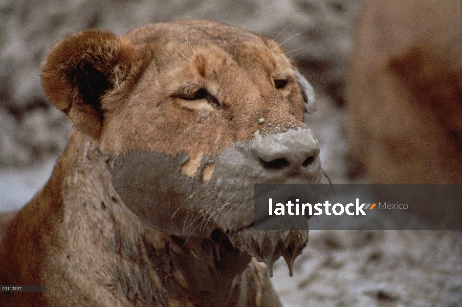 Hembra de León africano (Panthera leo) con cara de barro, Parque Nacional del Serengeti, Tanzania