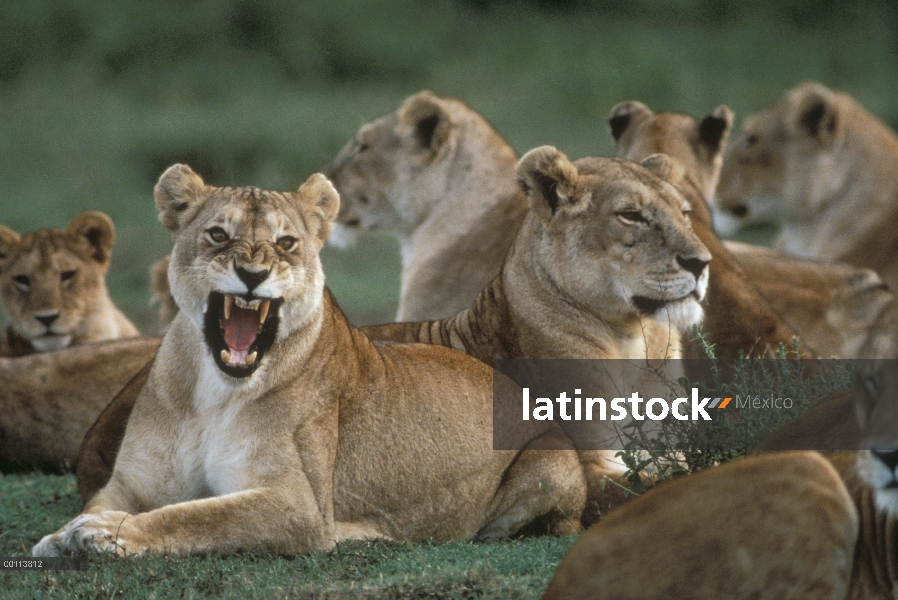 León africano (Panthera leo) orgullo con una hembra snarling, Parque Nacional del Serengeti, Tanzani