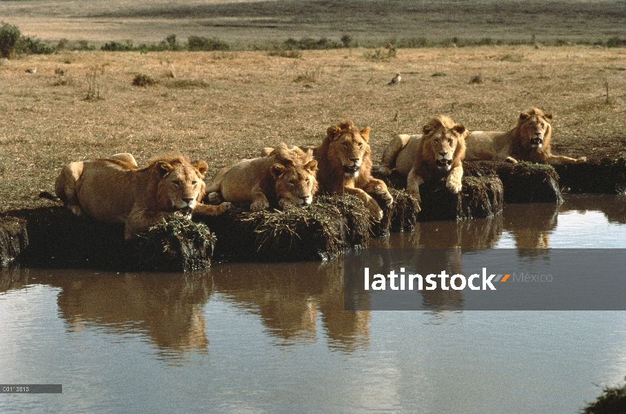 Juvenil grupo macho León africano (Panthera leo) en el pozo de agua, Parque Nacional del Serengeti, 