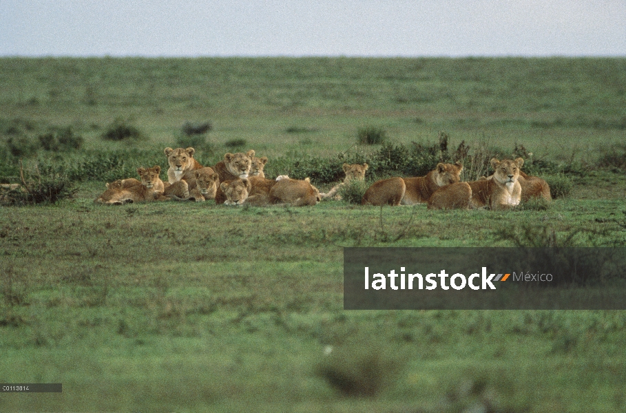 Hembras de León africano (Panthera leo) descansando con jóvenes, Parque Nacional del Serengeti, Tanz