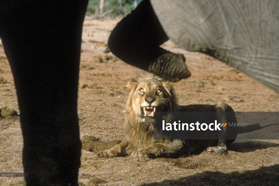 Macho León africano (Panthera leo) gruñendo en el elefante africano (Loxodonta africana), Parque Nac