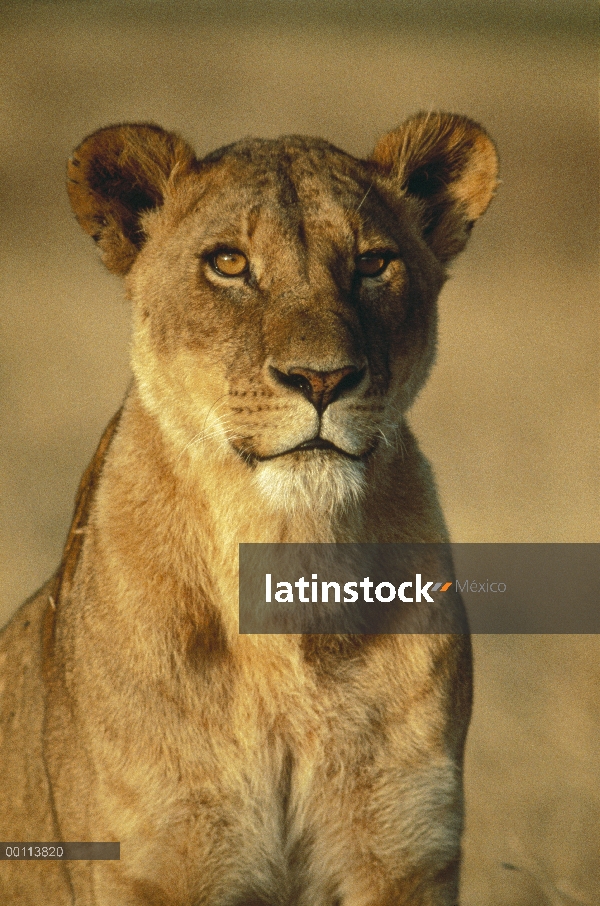 Retrato femenino de León africano (Panthera leo), Parque Nacional del Serengeti, Tanzania