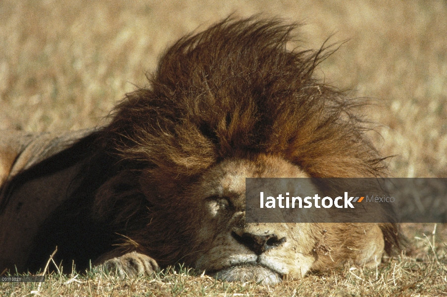 Macho León africano (Panthera leo) durmiendo, Parque Nacional del Serengeti, Tanzania