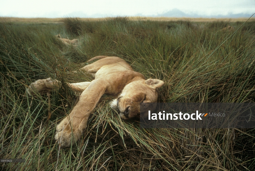 Mujer de León africano (Panthera leo) durmiendo en la sabana, Parque Nacional del Serengeti, Tanzani