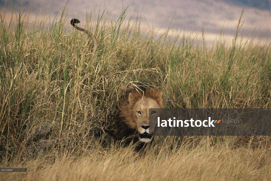 Macho León africano (Panthera leo) emergiendo de la hierba alta, Parque Nacional del Serengeti, Tanz