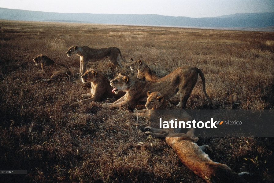 León africano (Panthera leo) orgullo de estiramiento después de dormir, Parque Nacional del Serenget