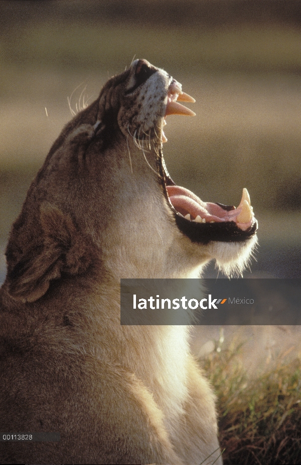 Mujer de León africano (Panthera leo) bostezo, Parque Nacional del Serengeti, Tanzania