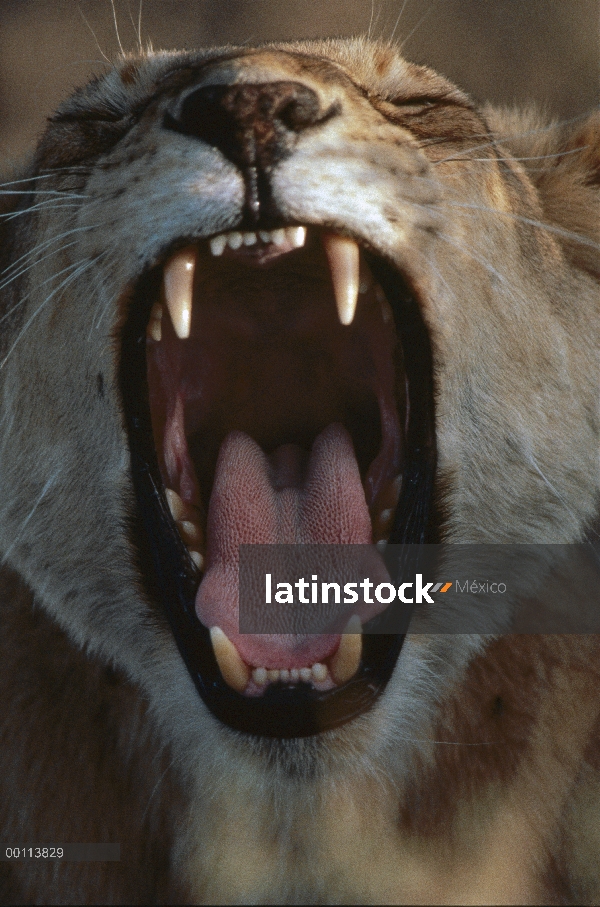 Mujer de León africano (Panthera leo) el rugir, Parque Nacional del Serengeti, Tanzania