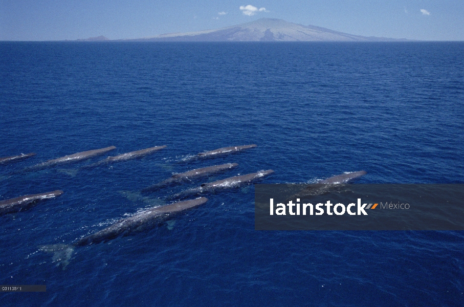 Cachalote (Physeter macrocephalus) grupo de hembras y jóvenes superficie de la isla Pinta, Galápagos