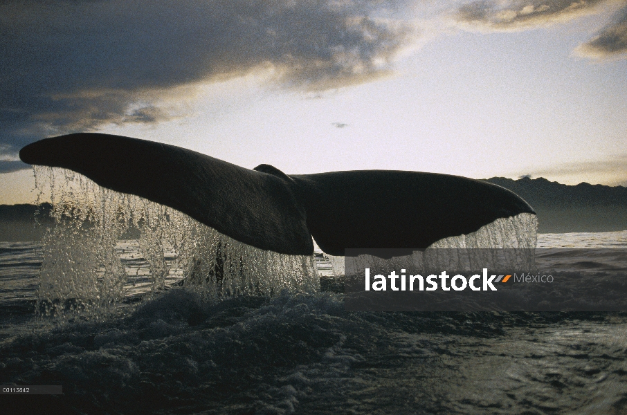 Cola de cachalote (Physeter macrocephalus) al atardecer, Nueva Zelanda