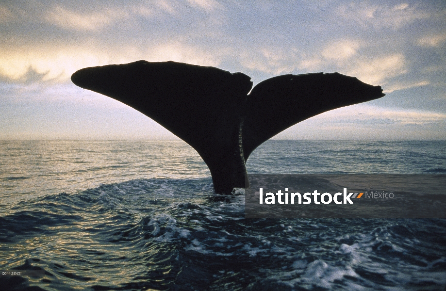 Cola de cachalote (Physeter macrocephalus) al atardecer, Nueva Zelanda