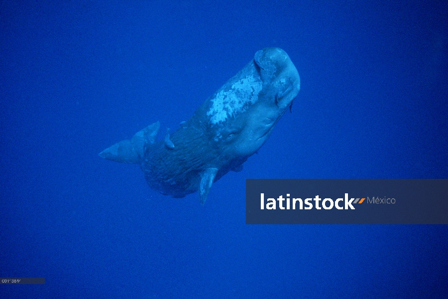 Juvenil de cachalote (Physeter macrocephalus) bajo el agua con rémoras (remora Remora), Dominica, Ca