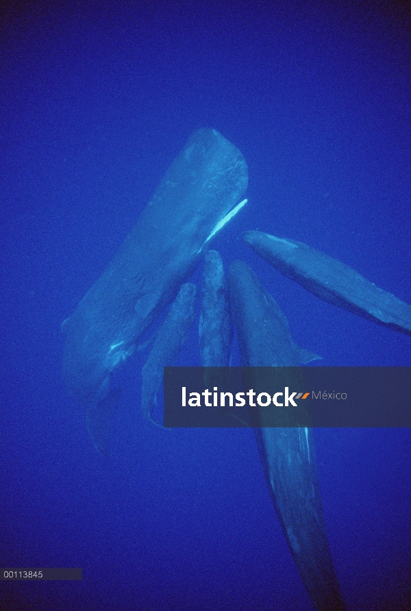 Cachalote (Physeter macrocephalus) grupo socializador, Dominica