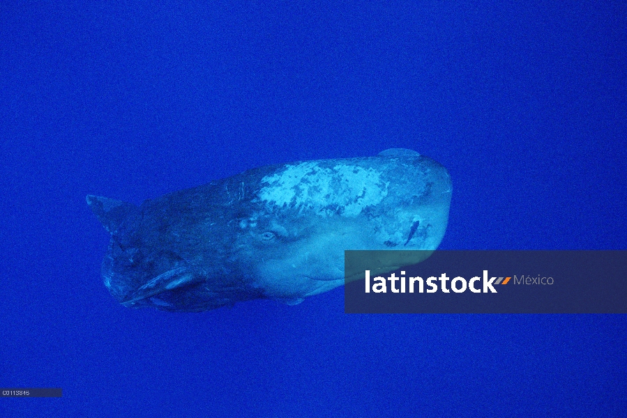 Cachalote (Physeter macrocephalus) con rémoras (remora Remora)