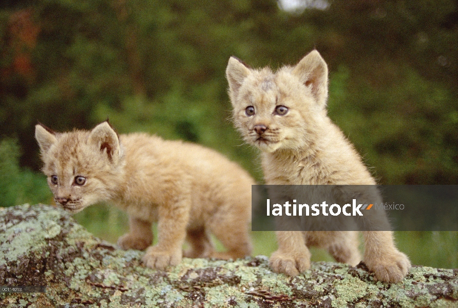 Mininos de lince del Canadá (Lynx canadensis), Minnesota