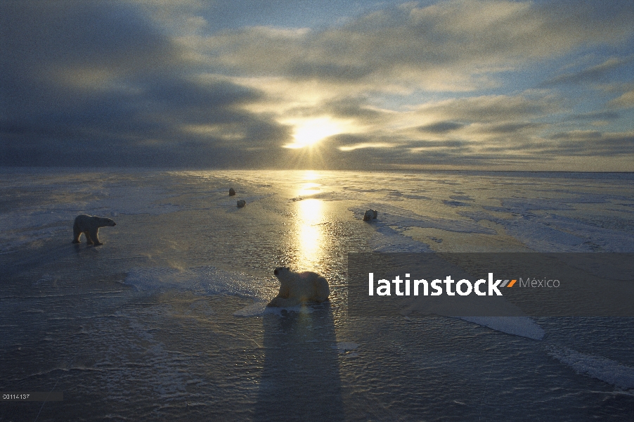 Grupo de oso polar (Ursus maritimus) en el gélido paisaje iluminado por el sol Ártico bajo en el hor