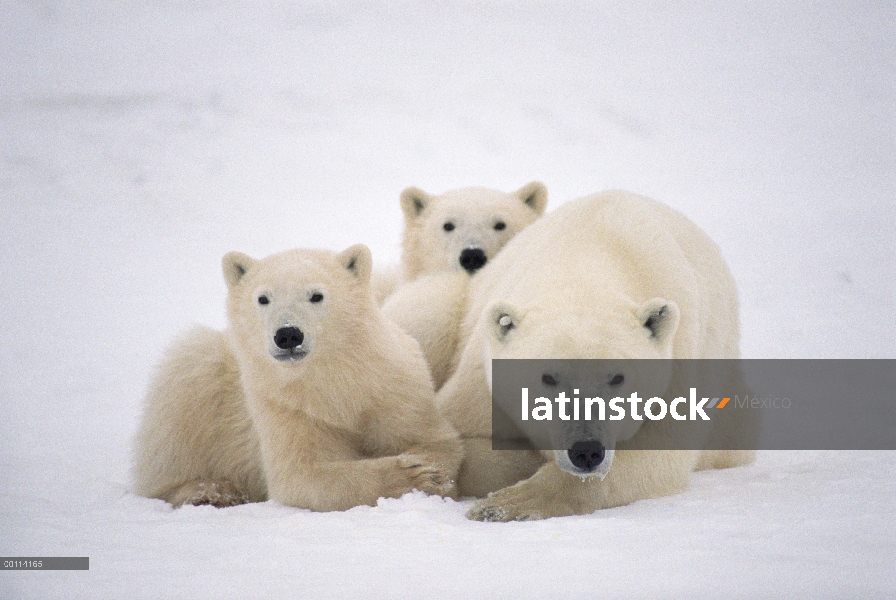 Cachorros de oso polar (Ursus maritimus) se reúnen con la madre para el calor, Churchill, Manitoba, 