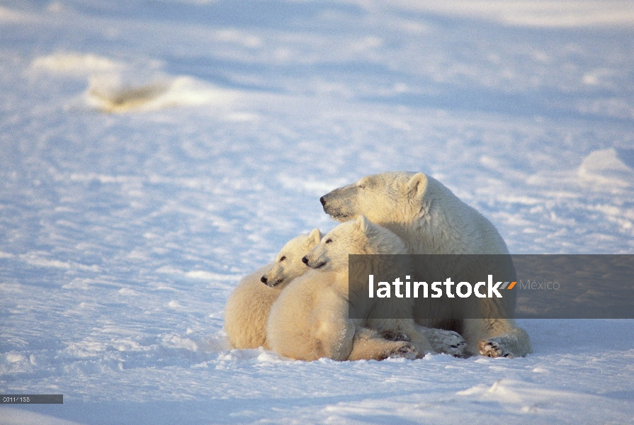 Cachorros de oso polar (Ursus maritimus) se reúnen con la madre para el calor, Churchill, Manitoba, 