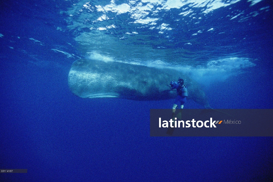 Cachalote (Physeter macrocephalus) con cineasta Rick Rosenthal, Dominica