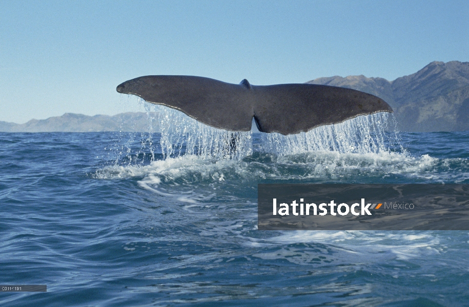 Cachalote (Physeter macrocephalus) fluke