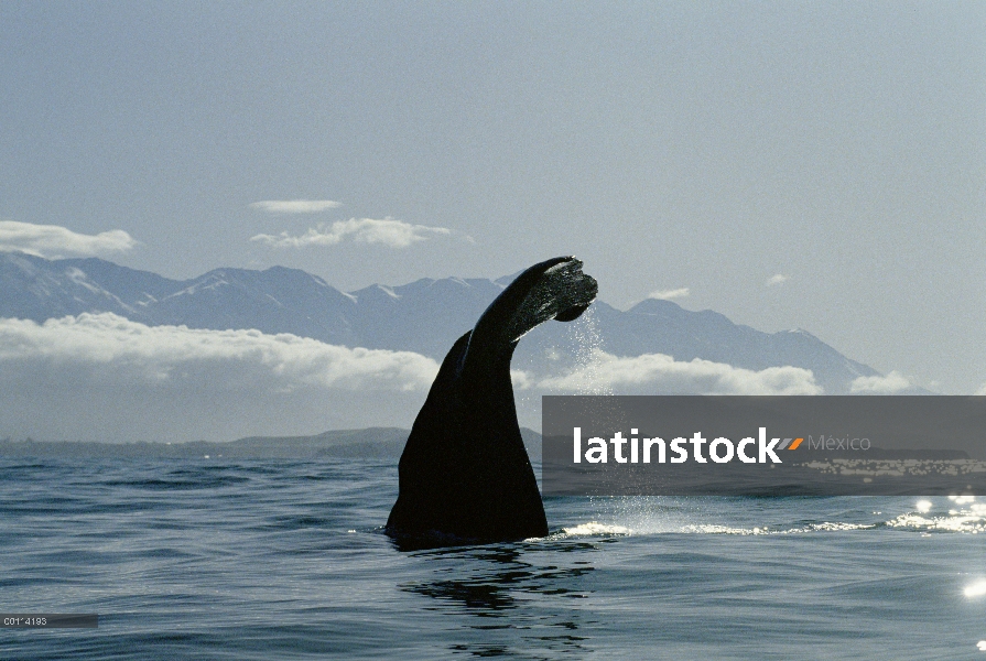 Cola de cachalote (Physeter macrocephalus) al atardecer, Nueva Zelanda