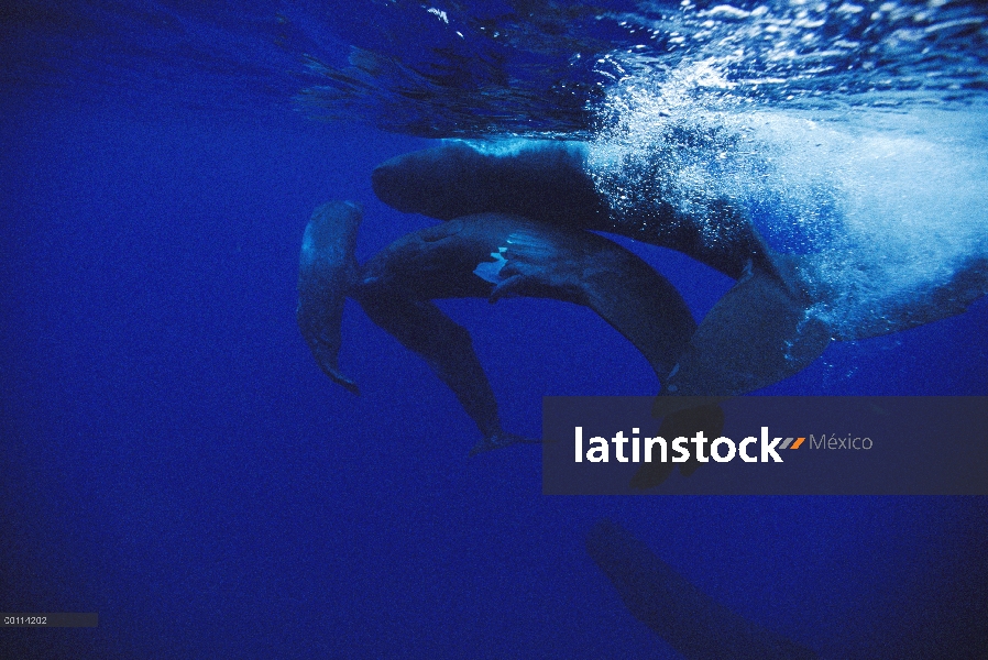 Pod de cachalote (Physeter macrocephalus) en superficie