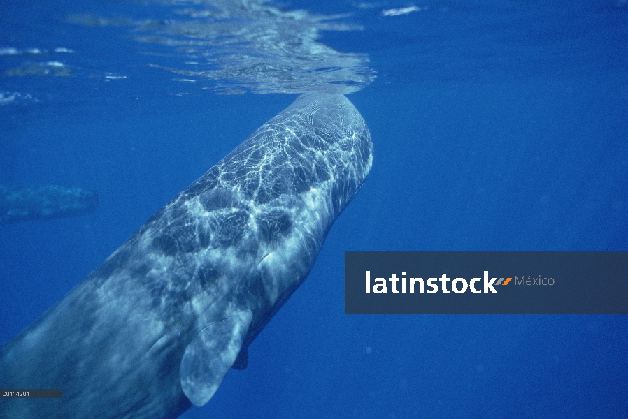 Cachalote (Physeter macrocephalus) bajo el agua con la nariz tocando la superficie