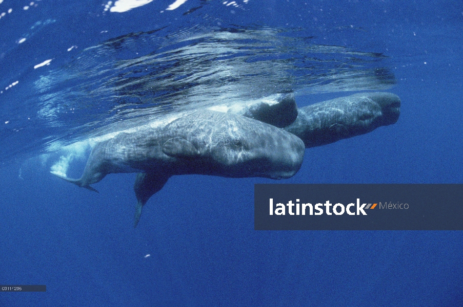 Grupo social de cachalote (Physeter macrocephalus) en la superficie del agua