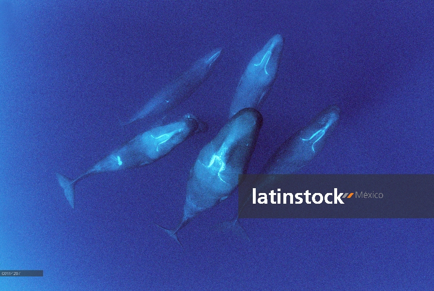 Vaina del cachalote (Physeter macrocephalus), Dominica