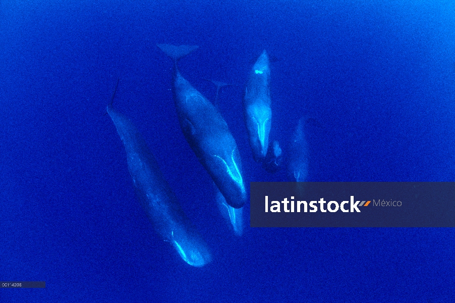 Cachalote (Physeter macrocephalus) pod, Dominica, Caribe